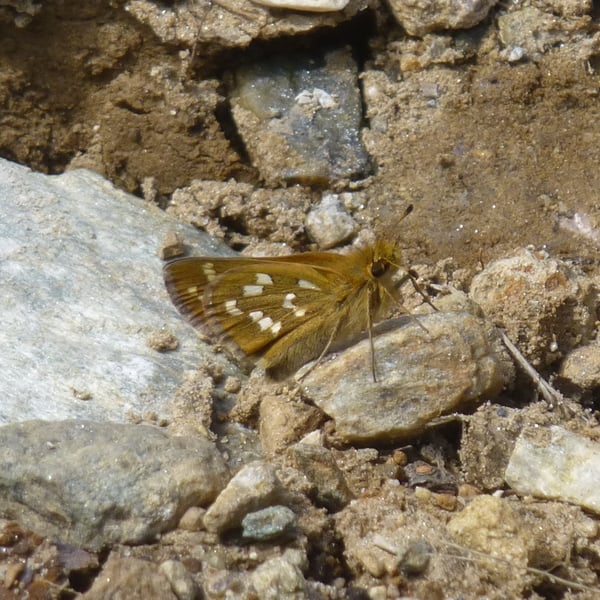 Hesperia comma