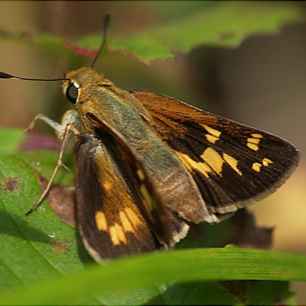 Hesperia leonardus