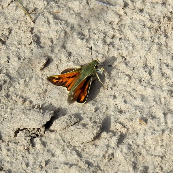 Hesperia juba