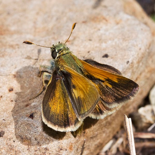 Polites themistocles