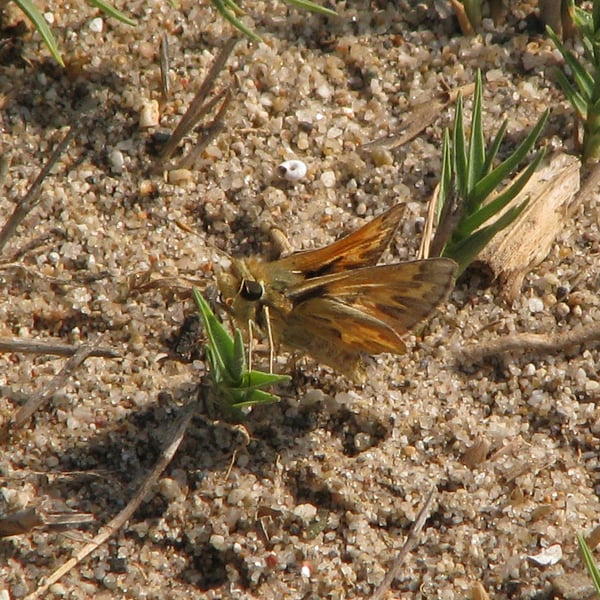 Polites sabuleti