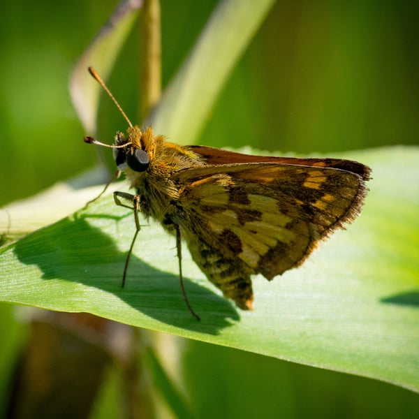 Polites peckius
