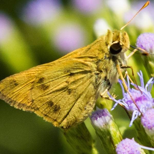 Polites vibex