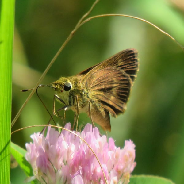 Wallengrenia otho