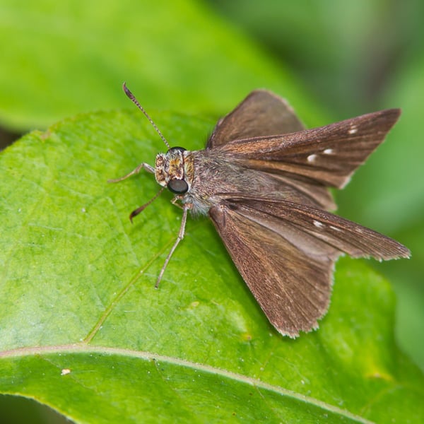 Euphyes vestris