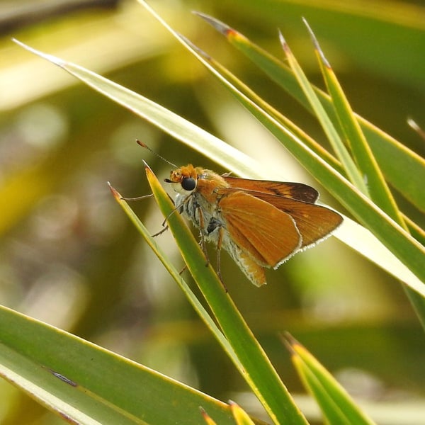 Euphyes arpa
