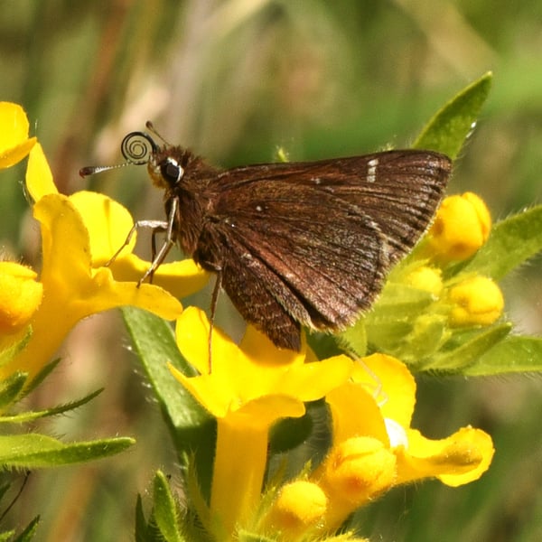 Atrytonopsis hianna