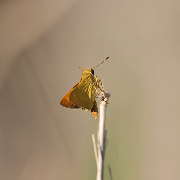 Quasimellana eulogius