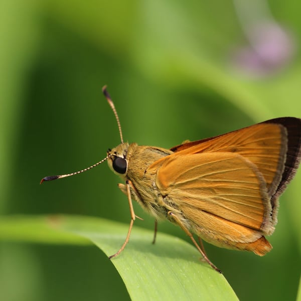 Problema byssus