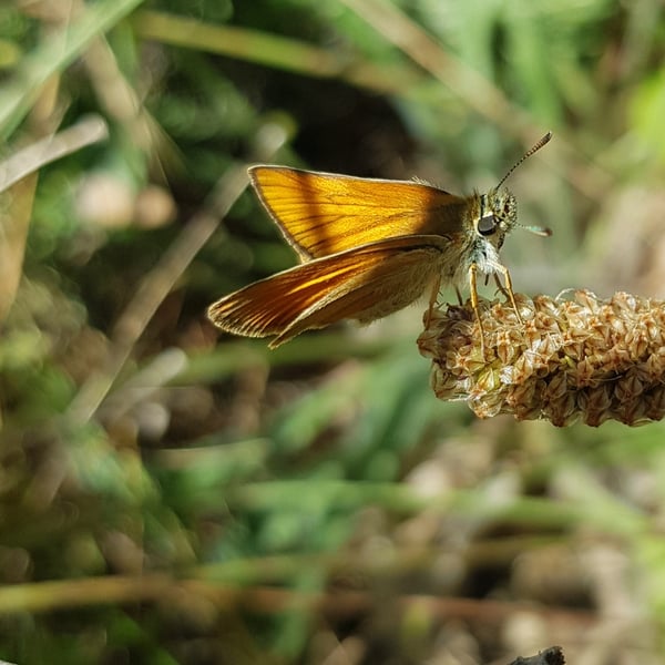 Thymelicus