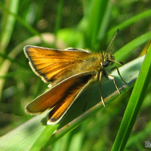 Thymelicus lineola