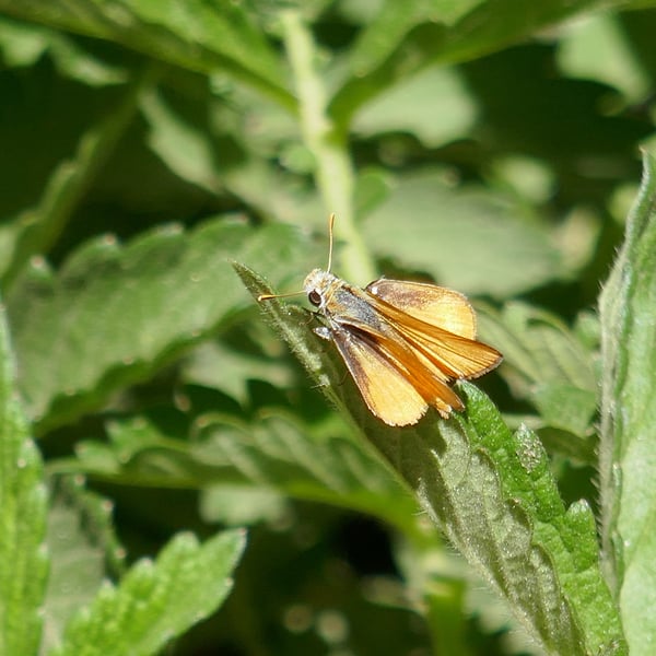 Copaeodes aurantiaca