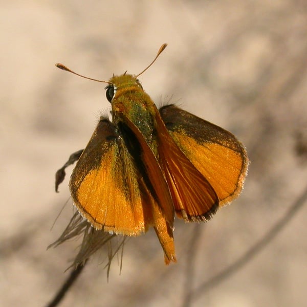 Copaeodes minima