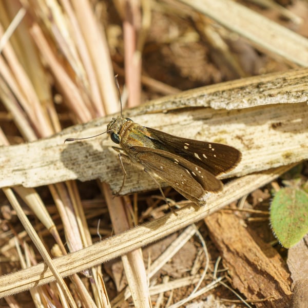 Pelopidas
