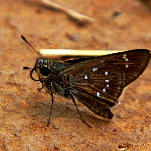 Pelopidas mathias
