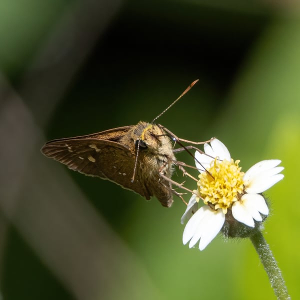 Polytremis lubricans