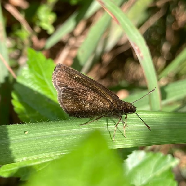 Astictopterus jama