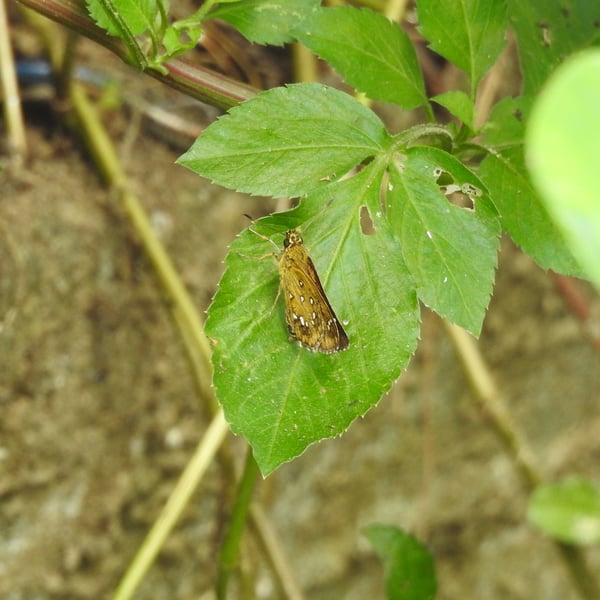 Isoteinon lamprospilus