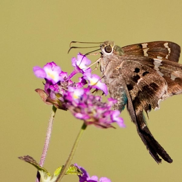 Urbanus proteus