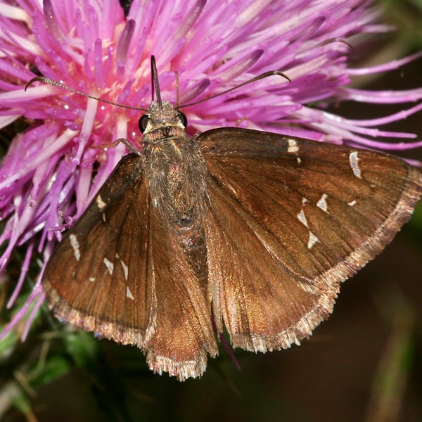 Thorybes pylades