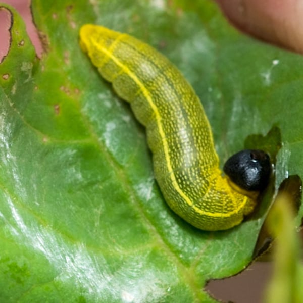 Polygonus leo