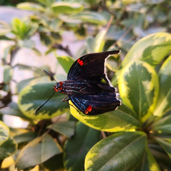 Phocides polybius