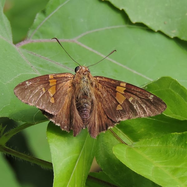 Epargyreus clarus