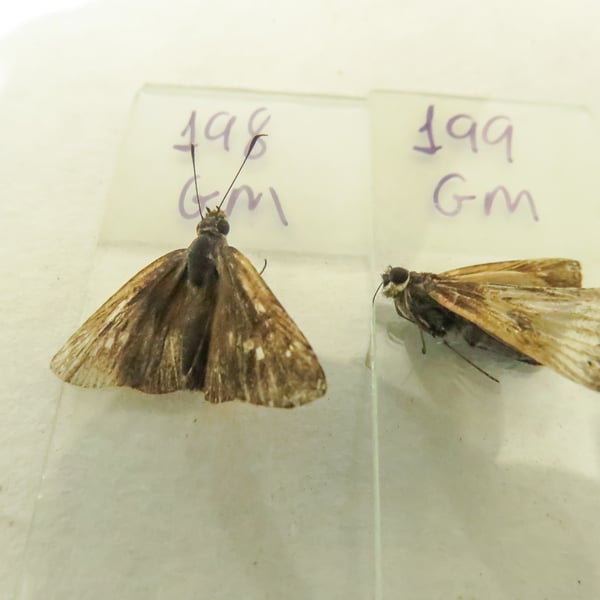 Cogia calchas
