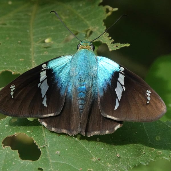 Astraptes fulgerator