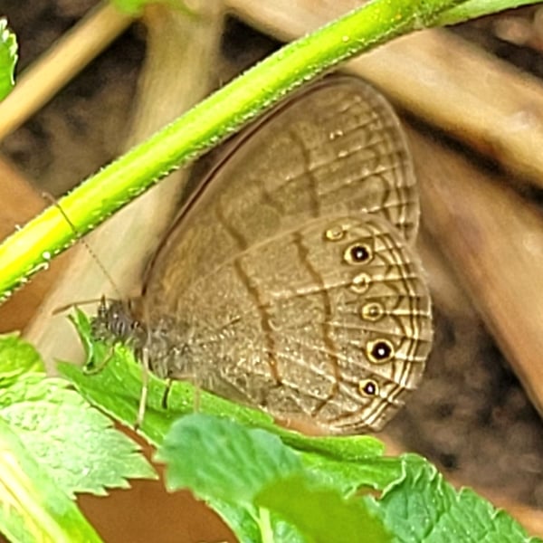 Hermeuptychia