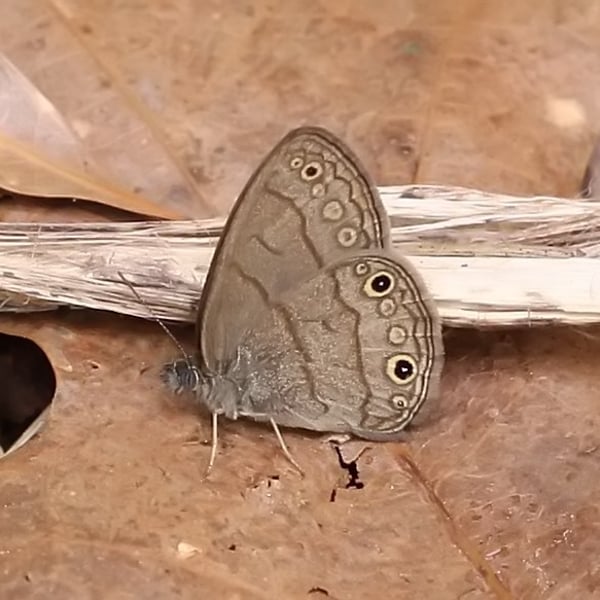 Hermeuptychia sosybius