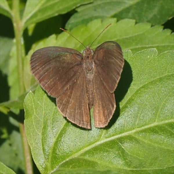 Hermeuptychia hermes