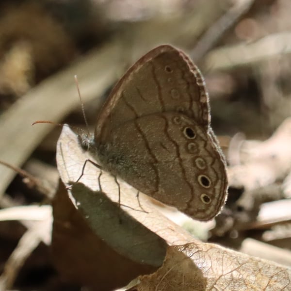 Hermeuptychia hermybius