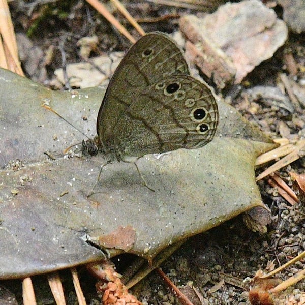 Hermeuptychia intricata