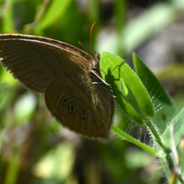 Neonympha areolatus