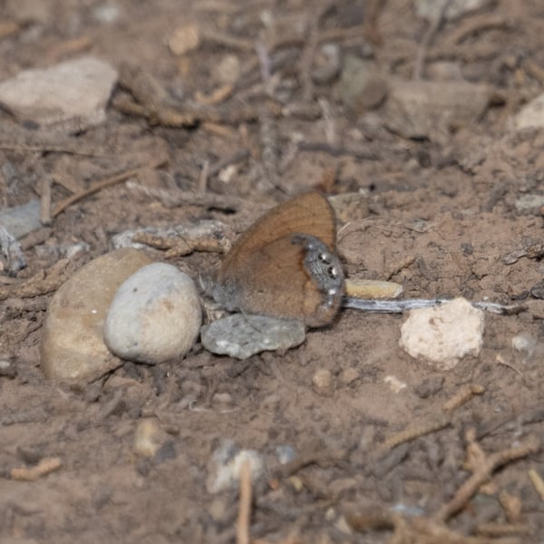 Cyllopsis pertepida