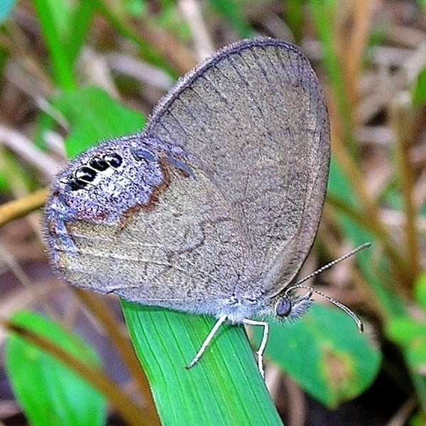 Cyllopsis gemma