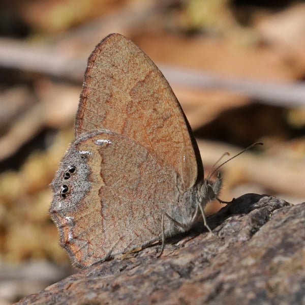 Cyllopsis pyracmon