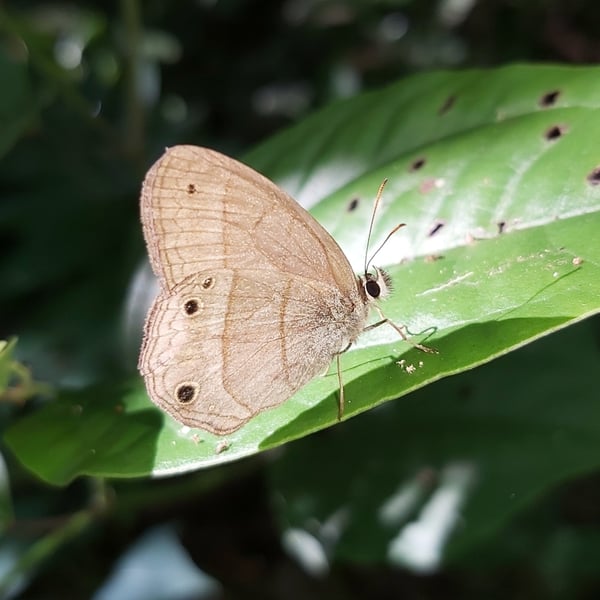 Cissia pompilia