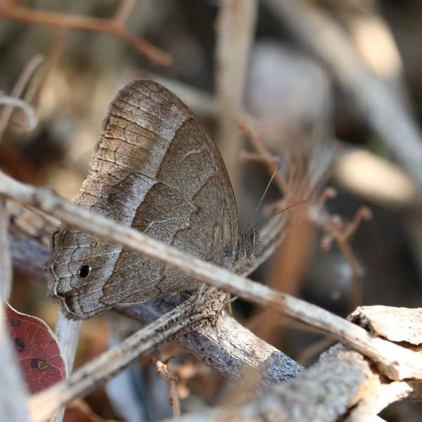Cissia similis