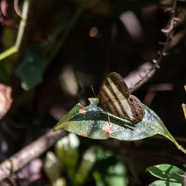 Pareuptychia ocirrhoe