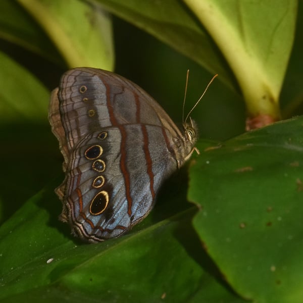 Magneuptychia libye