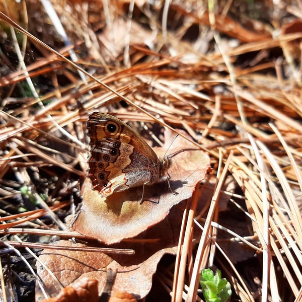 Paramacera xicaque
