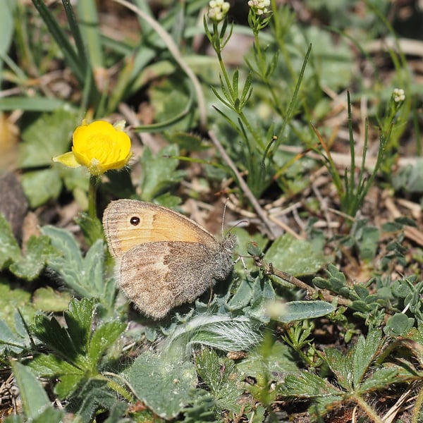 Coenonympha