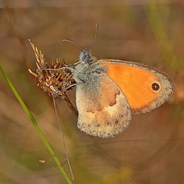 Coenonympha pamphilus