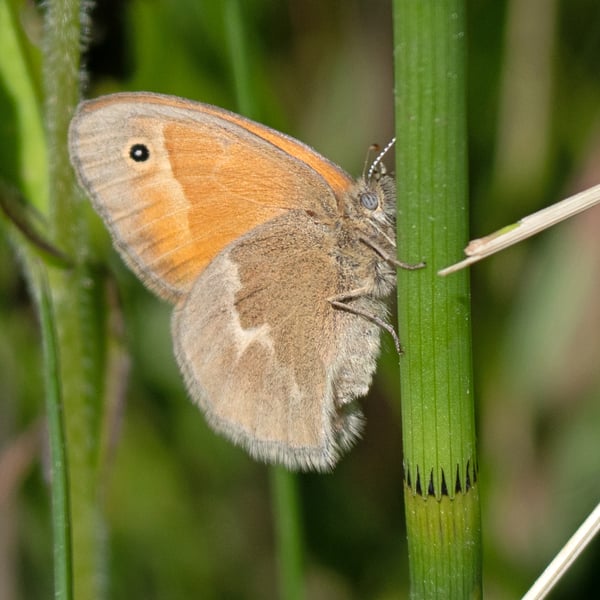 Coenonympha tullia