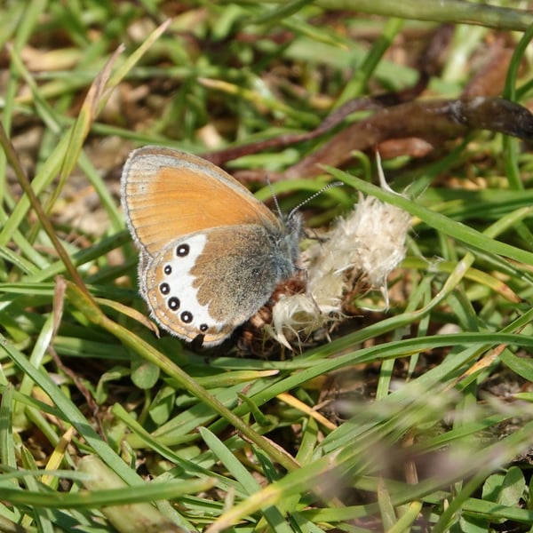 Coenonympha gardetta