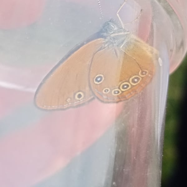 Coenonympha oedippus