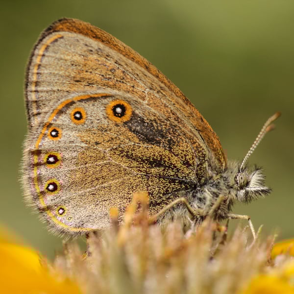 Coenonympha haydenii