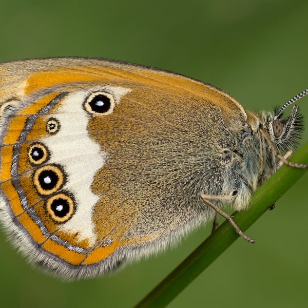 Coenonympha arcania